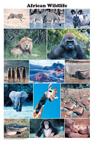 African Wildlife Photographic Poster 24x36 African Wildlife Photographic Poster Image
