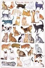Cats of the World - Felines Educational Poster Image